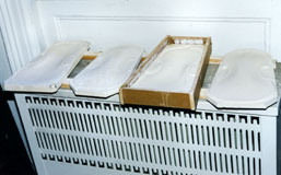 Plaster Molds